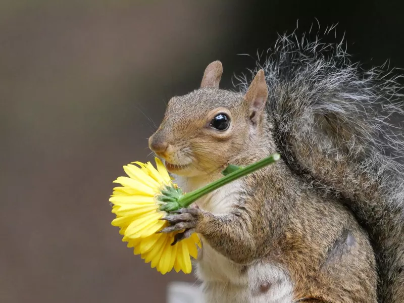 Squirrel Appreciation Day