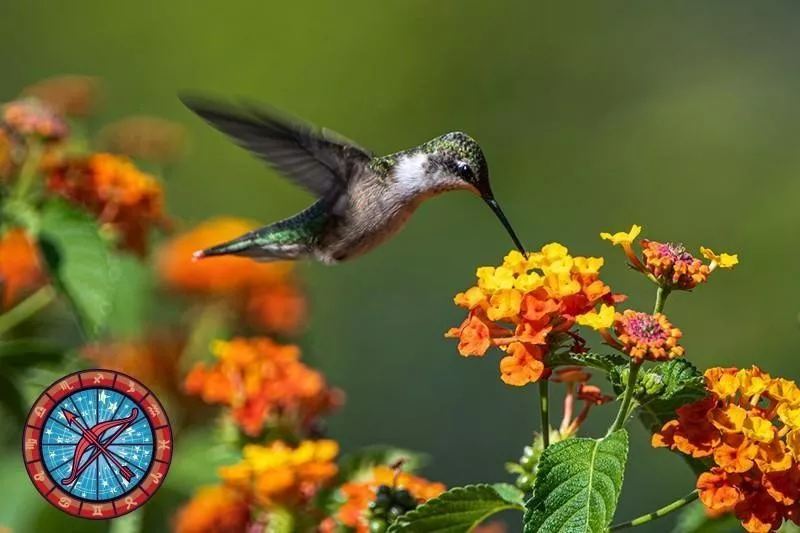 Hummingbird