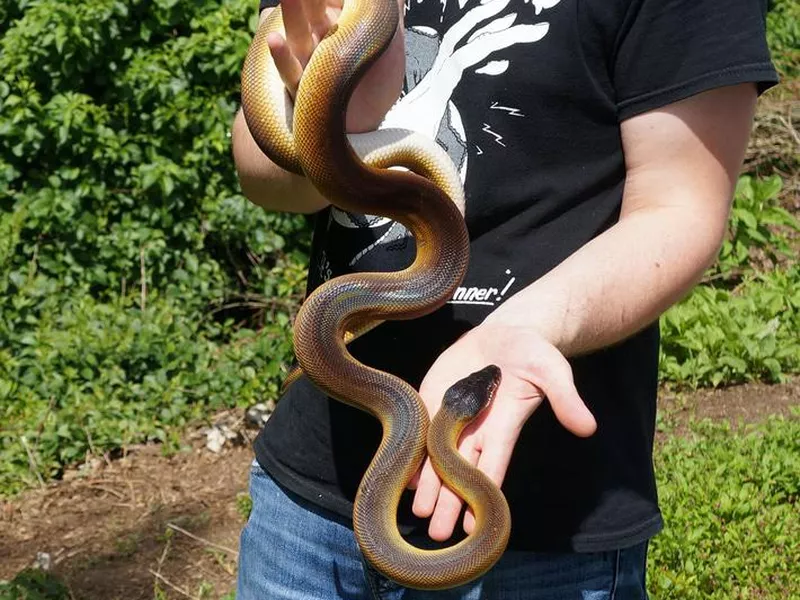White-lipped python adult