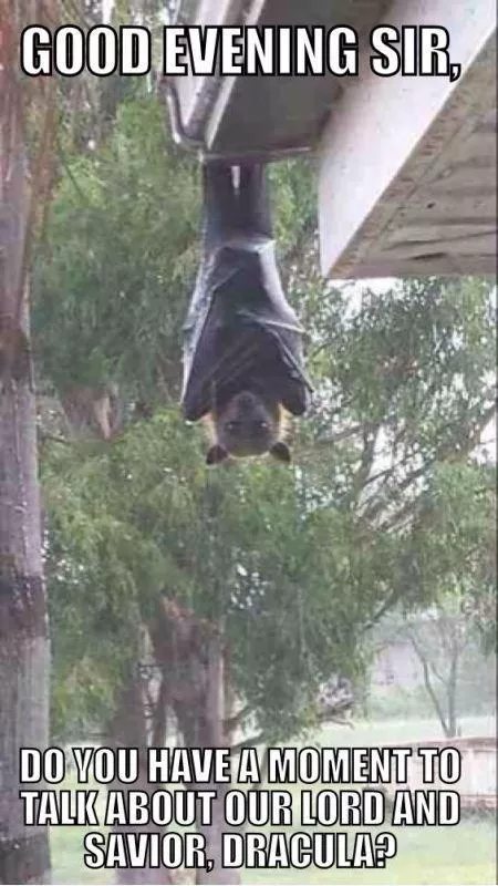 Bat dracula meme