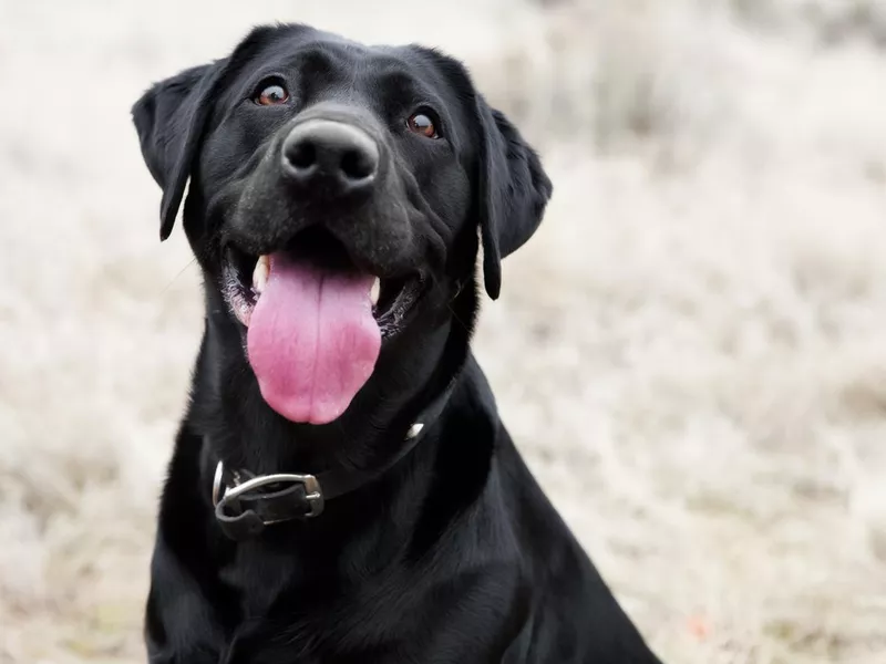 Labrador