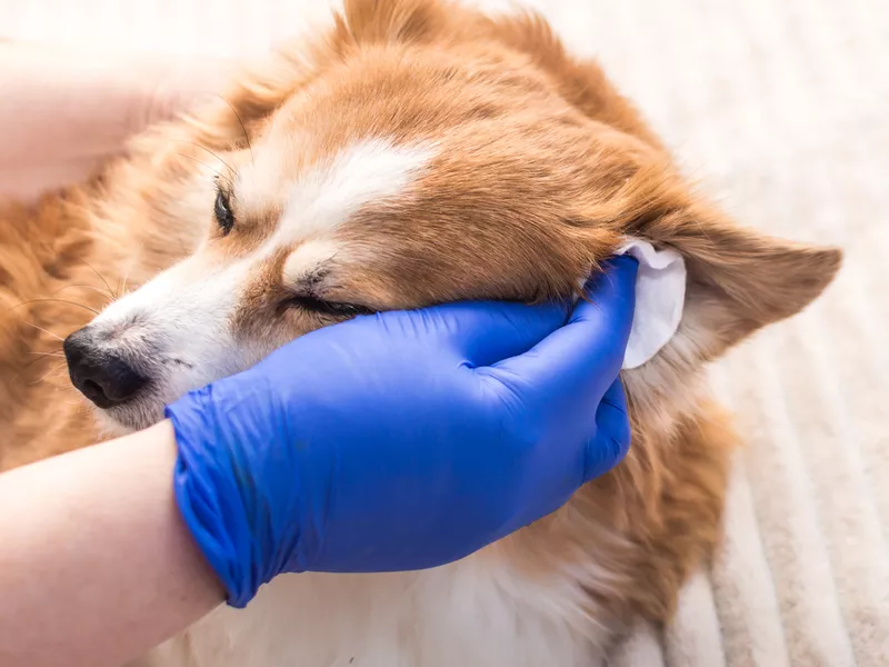 owner cleans his dog's ears with a cotton pad