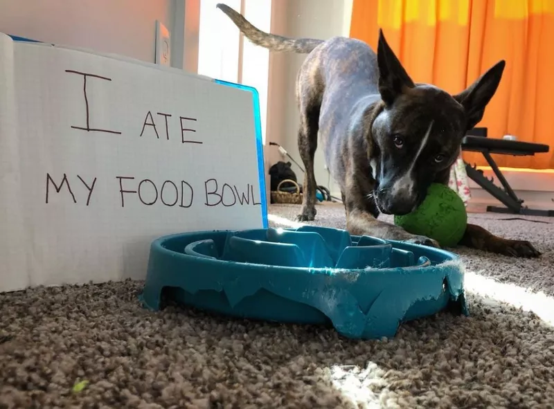 Dog and his blue food bowl