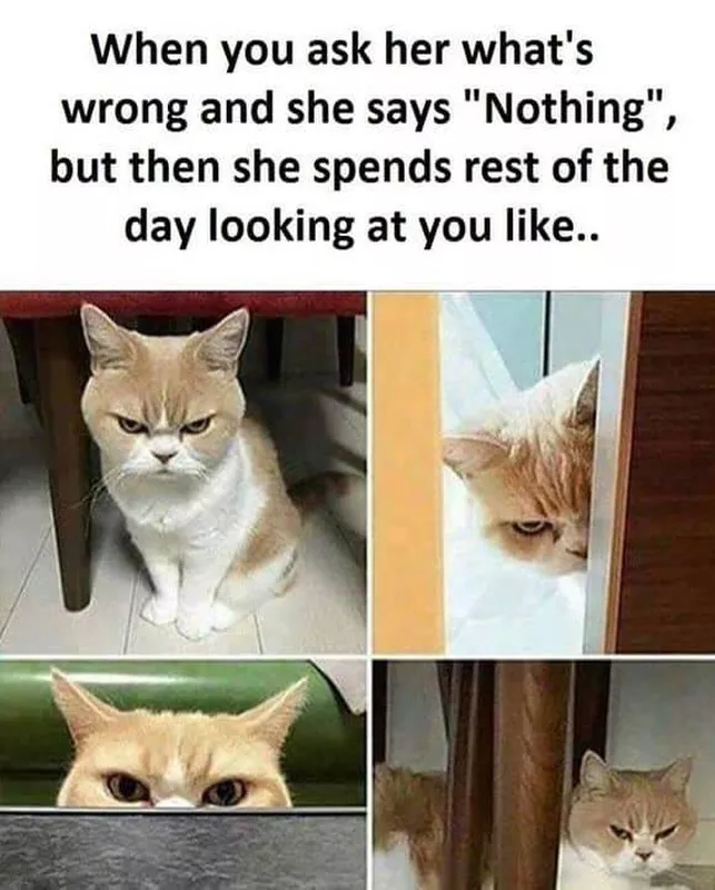 angry looking cat
