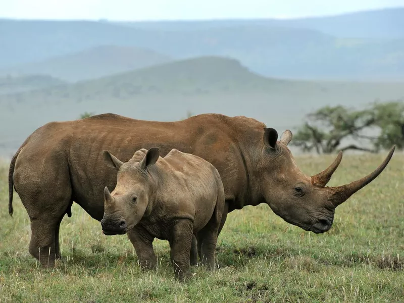 Baby rhino and mother