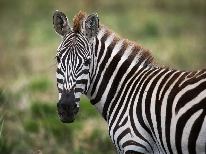 Portrait of a zebra