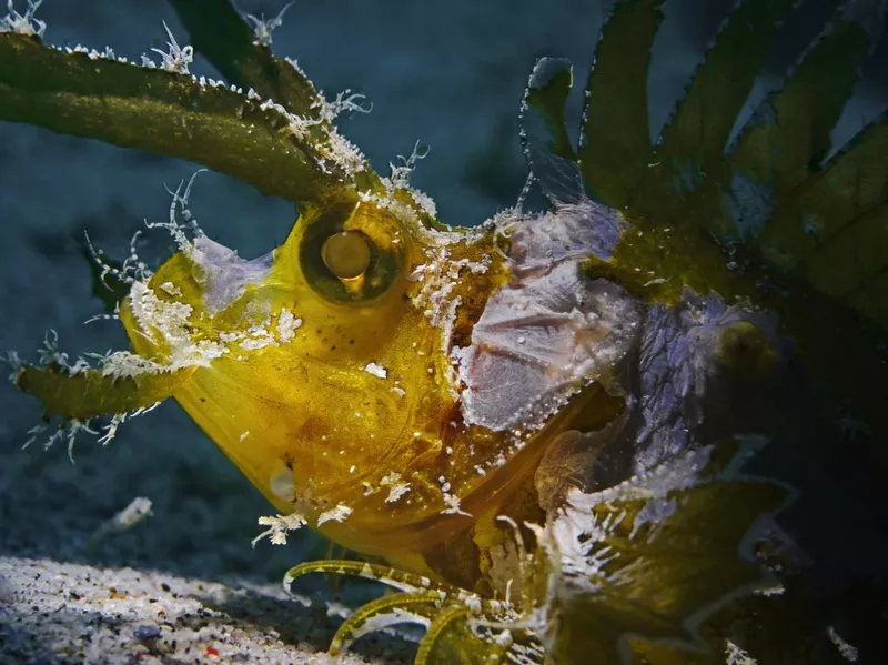 Ambon Scorpionfish