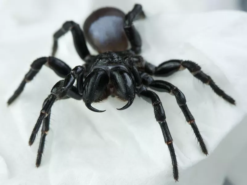 Mouse Spider