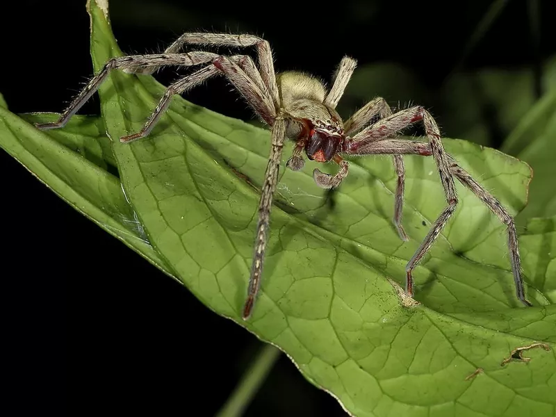 Brazilian wandering spider