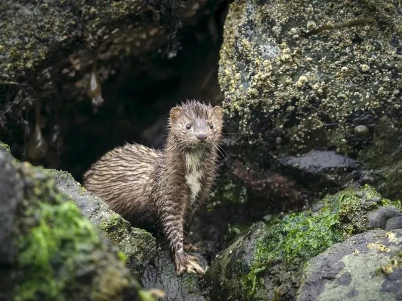 mink