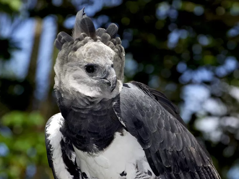Harpy Eagle