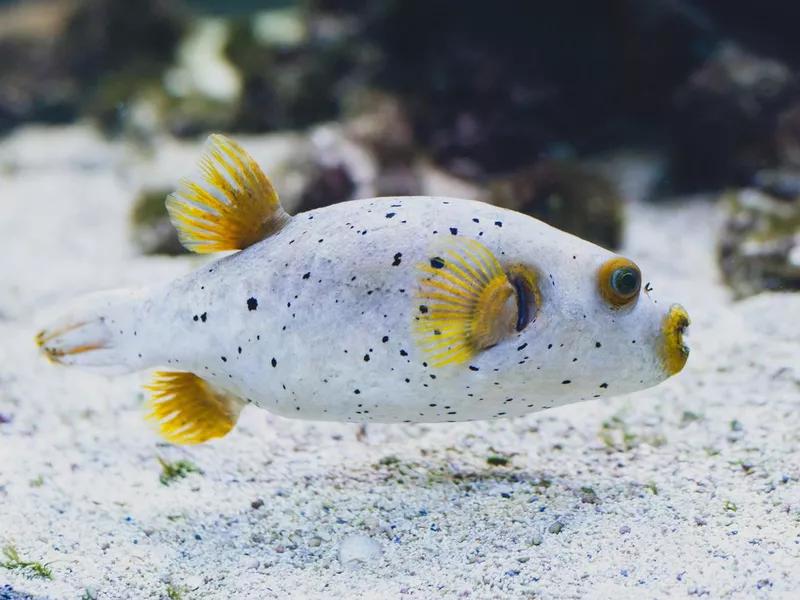 Blackspotted puffer - Arothron nigropunctatus or dog-faced puffer. Tropical marine fish belonging to the family Tetraodontidae.