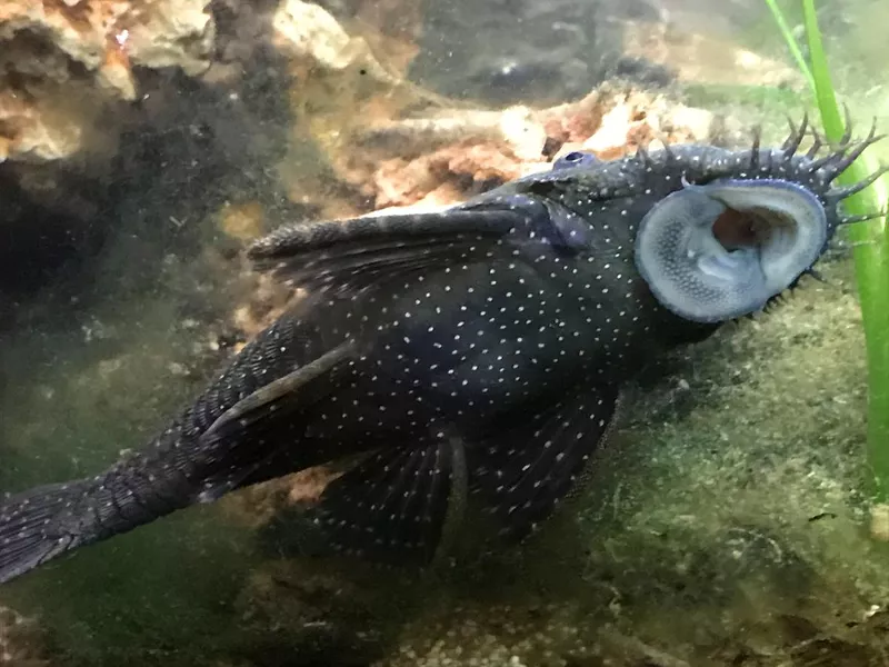 Ancistrus