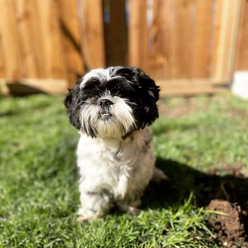 Shih Tzu Smiling