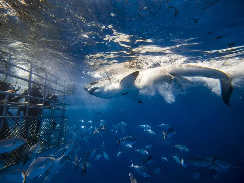 Dramatic scene of huge Great White Shark attacking bait near divers in a cage in the clear blue ocean