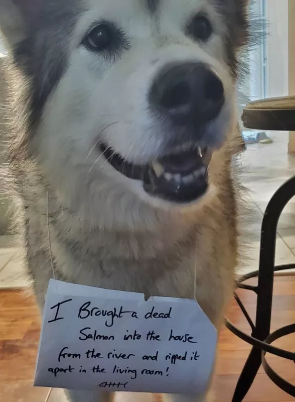Funny husky brought a salmon home