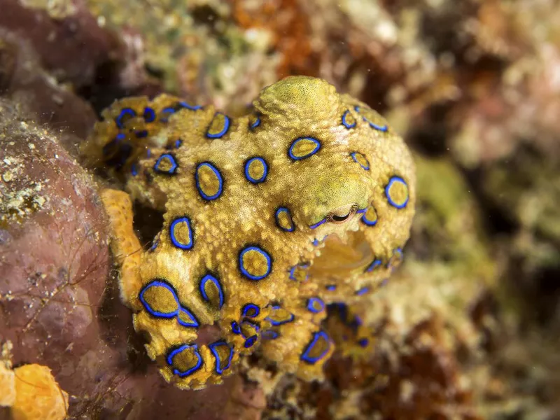 Blue-Ringed Octopus