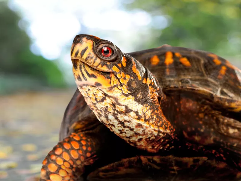 Happy box turtle