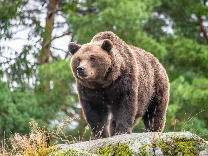 Brown bear on a rock