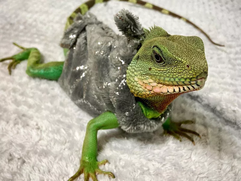 Chinese Water Dragon