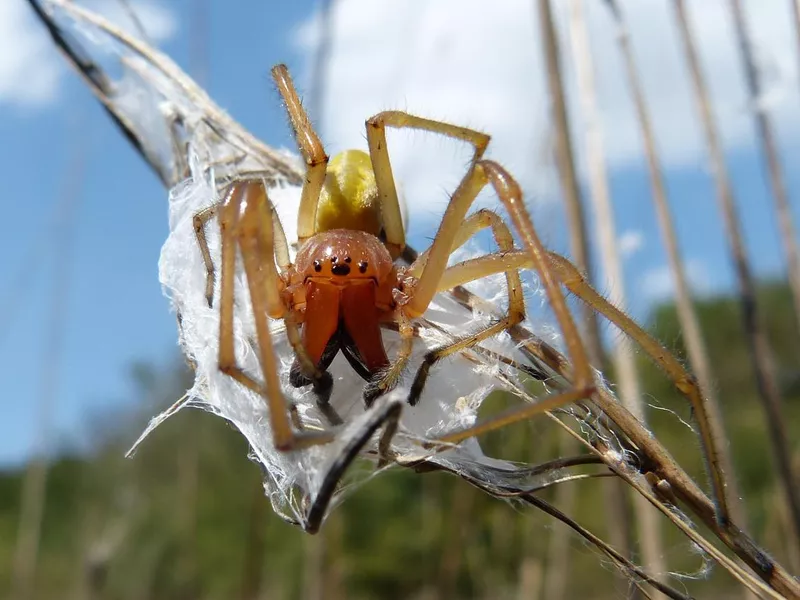 Cheiracanthium punctorium (