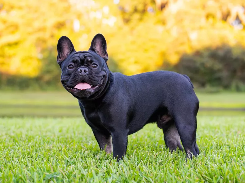 French Bulldog