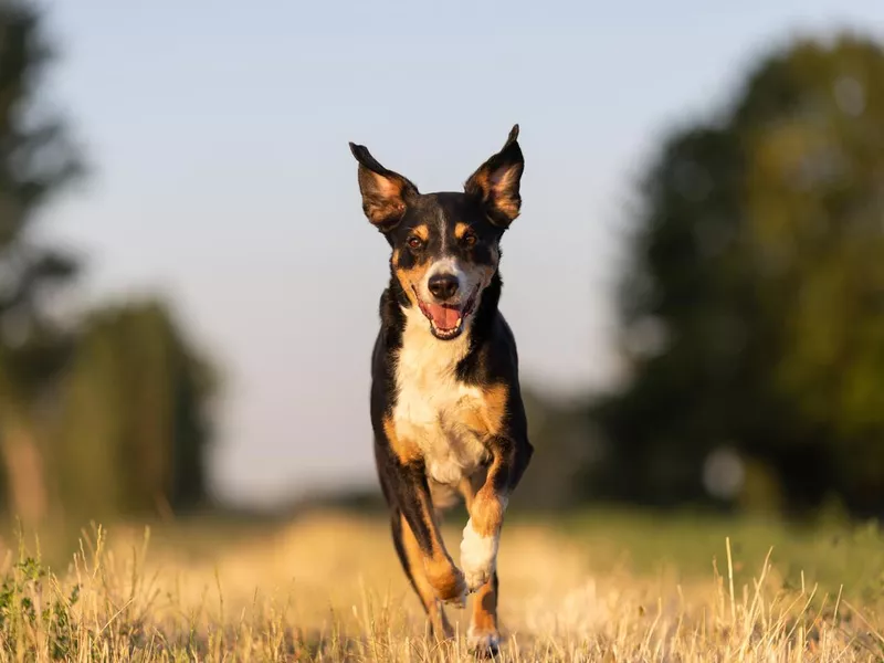 Happy dog run in the park, appenzeller sennenhund