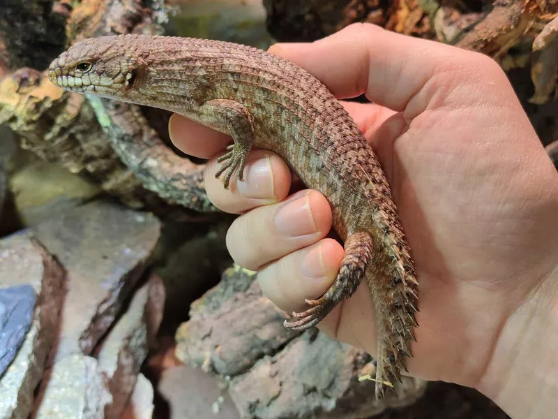Gidgee Skink