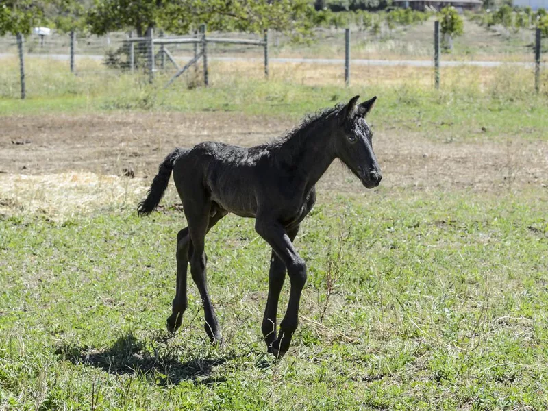 New Born Friesian Colt in Pen