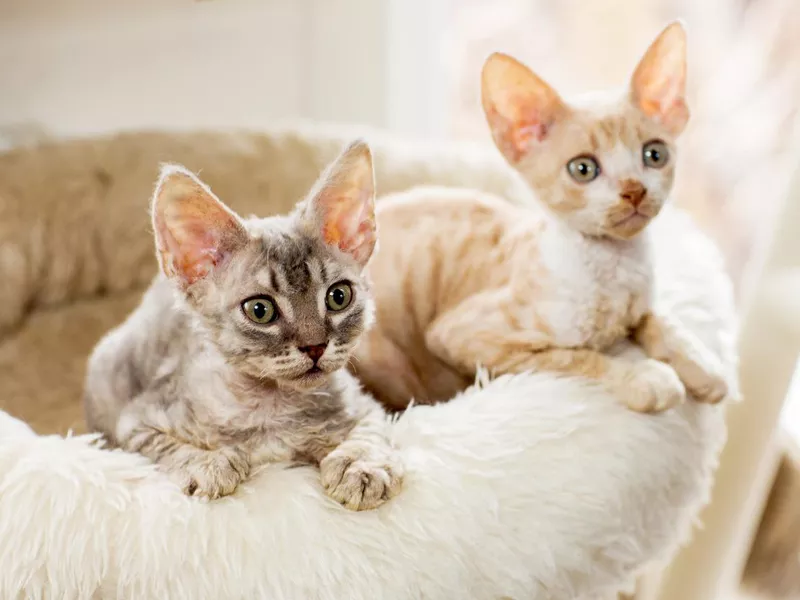Cornish Rex kittens