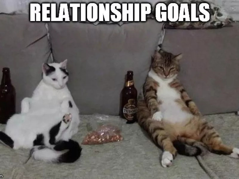 cats on the couch with beer