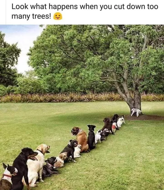Dogs waiting in line for a tree