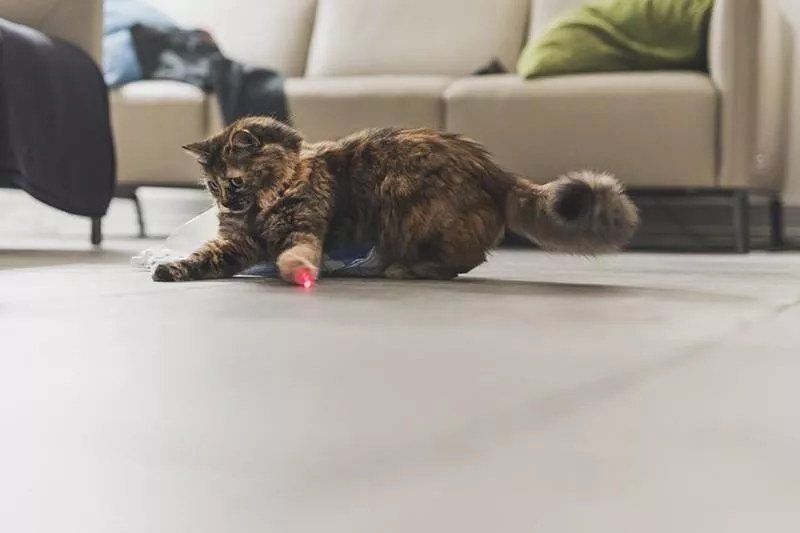 Cat feeling playful
