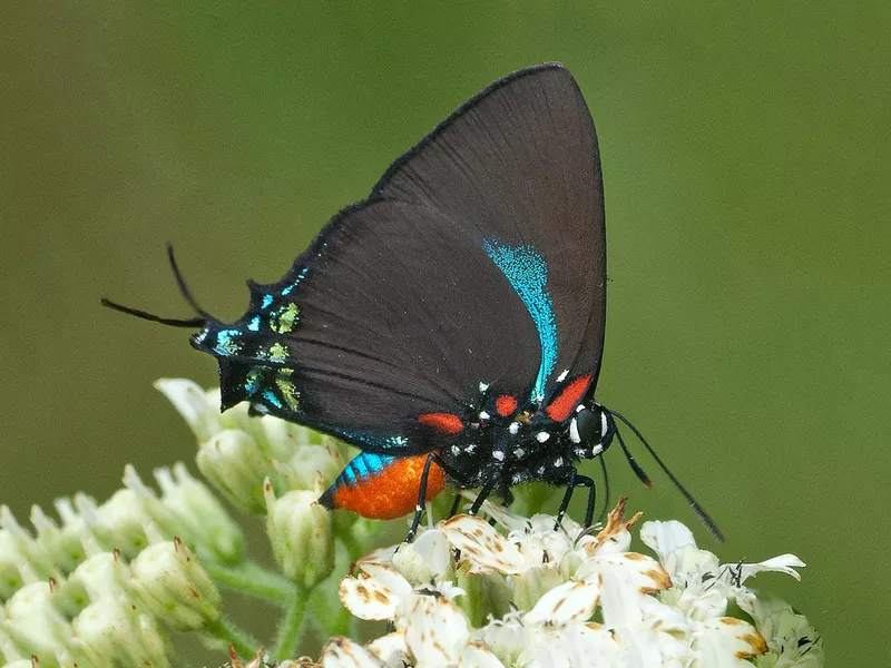 Great Purple Hairstreak
