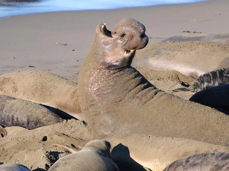 Male elephant seal, Mirounga angustirostris