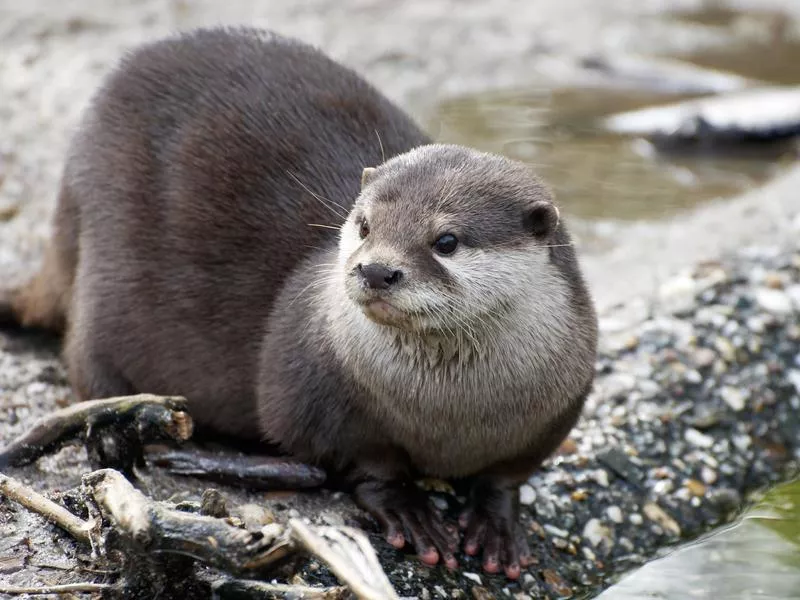 River Otter