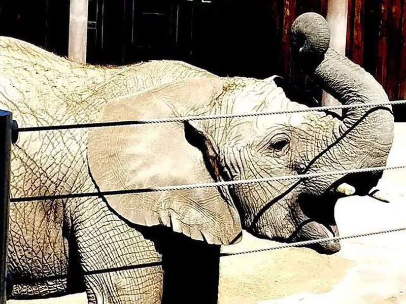 Elephant at Hogle Zoo