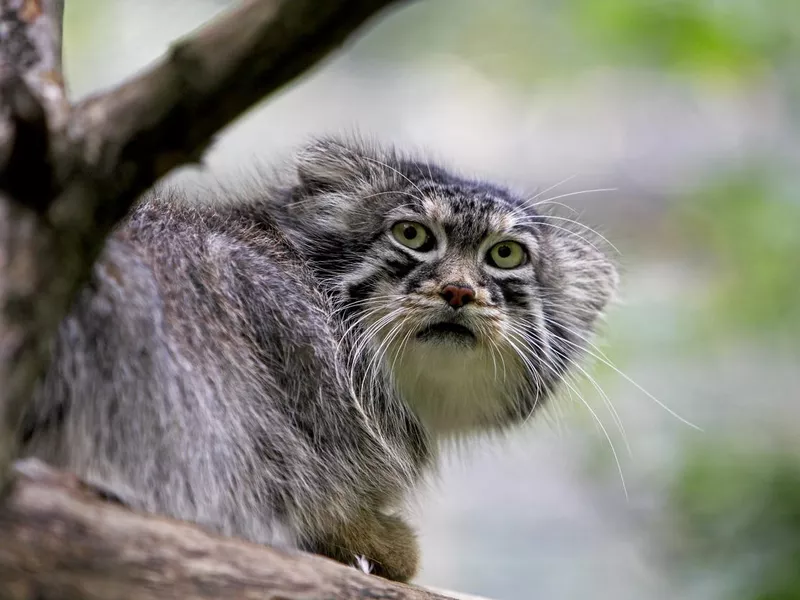 Pallas's Cat up in tree