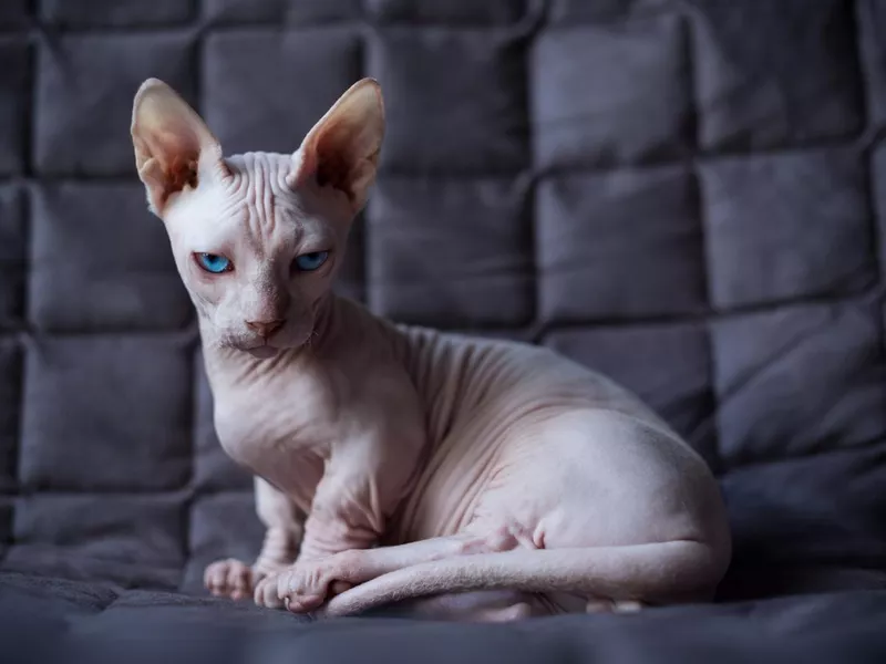 Sphynx