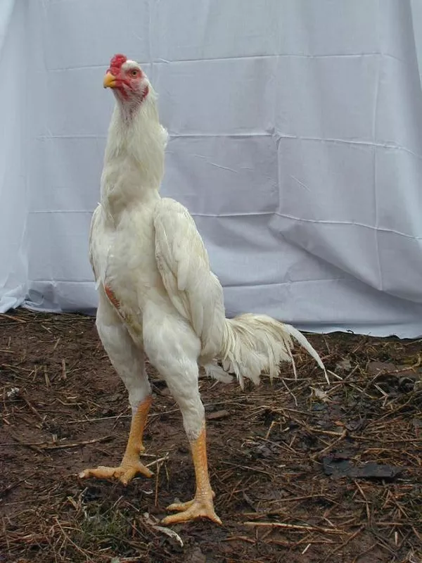 A Shamo, standing tall