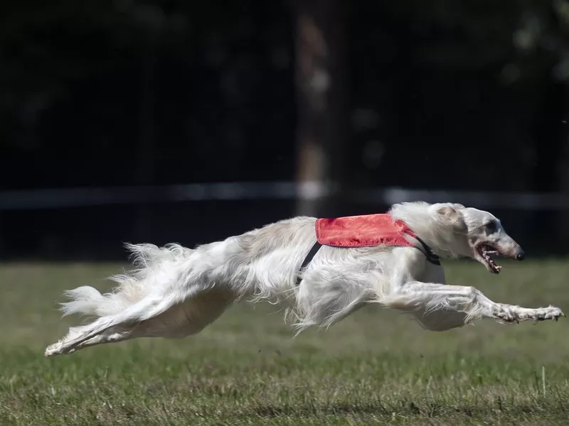 Borzoi Lure Coursing