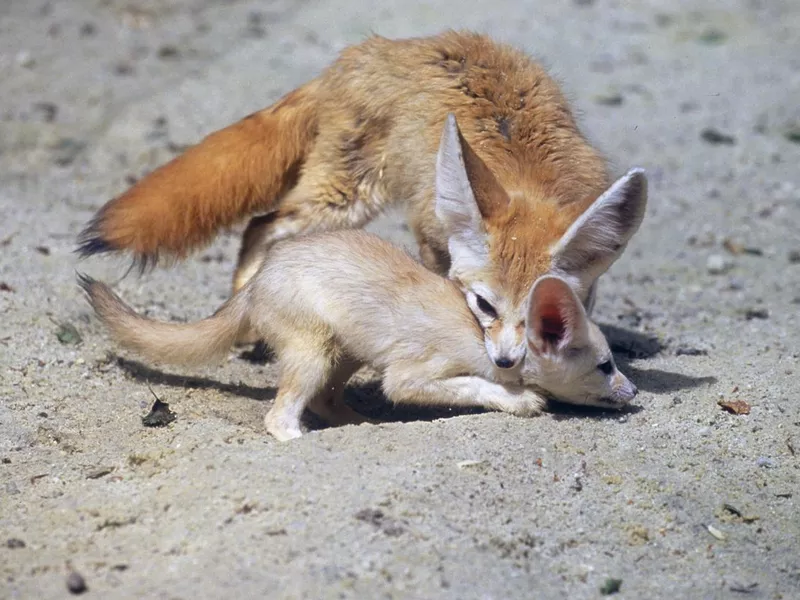 Fennec fox
