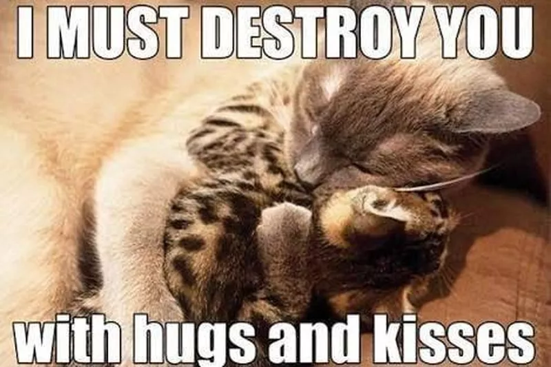 Cat hugging kitten