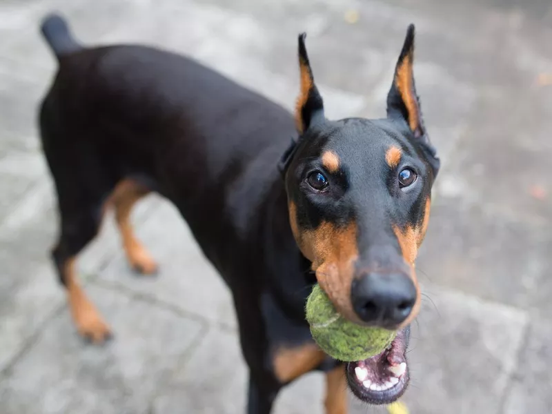 Doberman pinscher