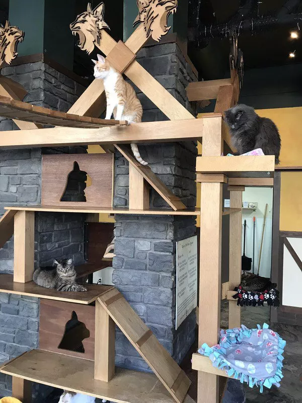 Seattle Meowtropolitan