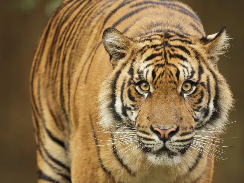 Portrait of a Sumatran Tiger