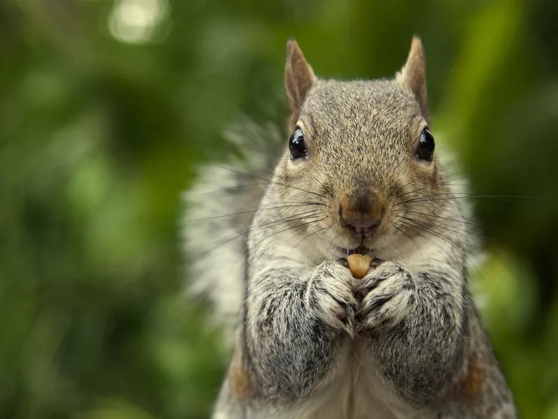 A close-up of a squirrel eating a nut