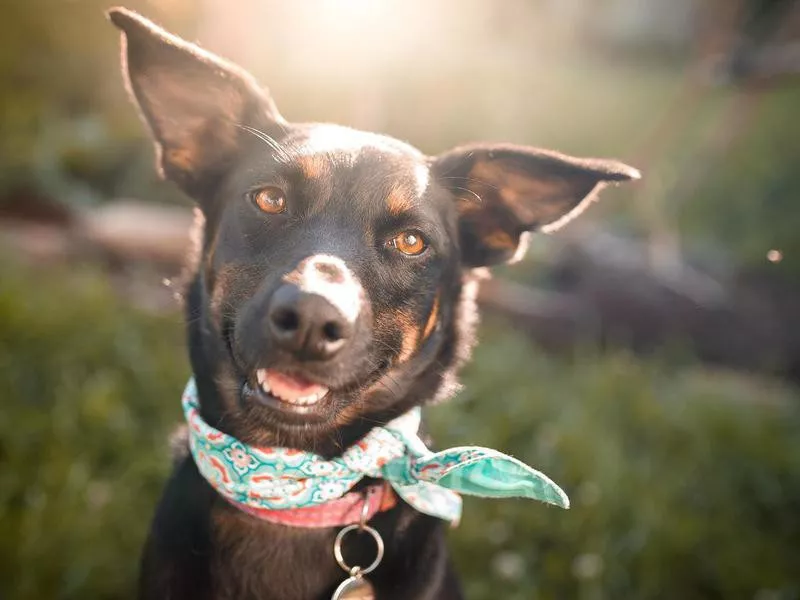Black mutt dog