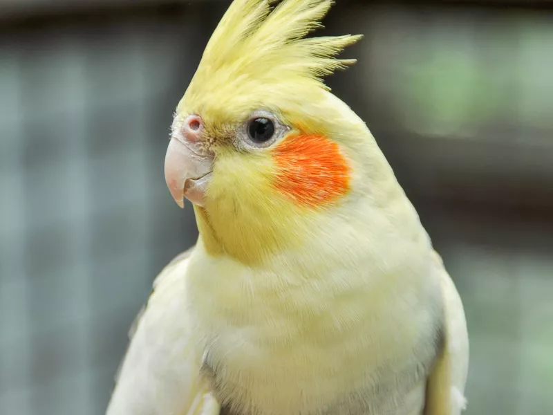 Cockatiel