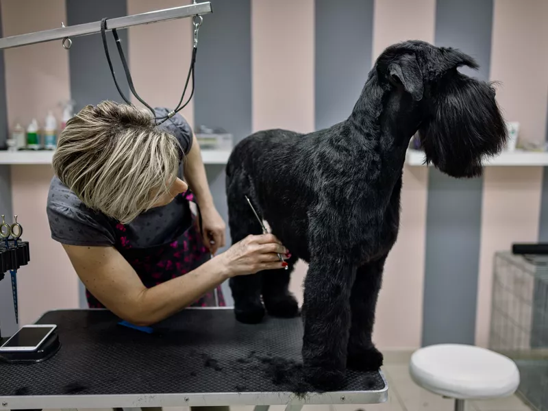 Female dog groomer brushing a Schnauzer dog